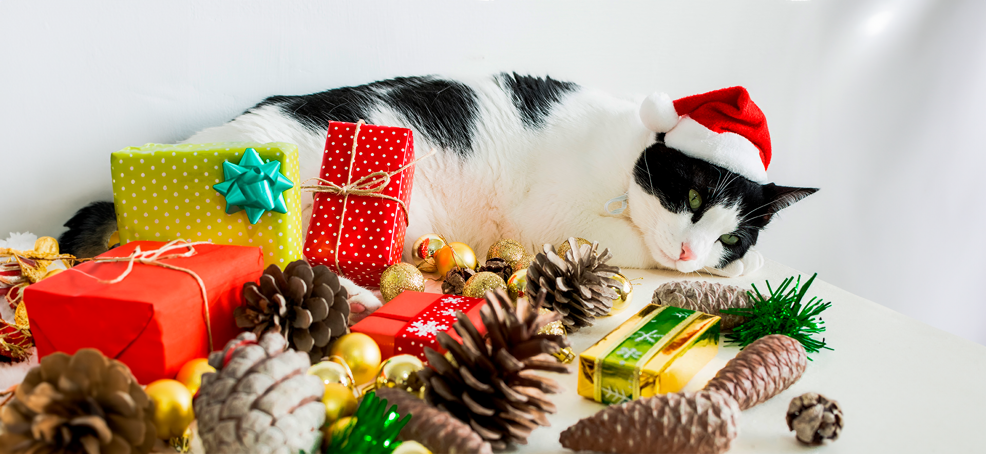 Ideas de regalos navideños para gatos